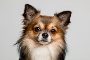 Pet Kuaför Hizmeti